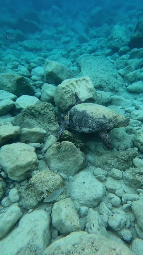 Wild Loggerhead Sea Turtle Foraging Underwater at Pessada Beach Kefalonia Vidéo 345683496