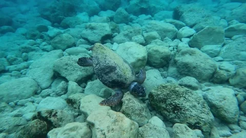 Wild Loggerhead Sea Turtle Foraging Underwater at Pessada Beach Kefalonia Vidéo 345683549