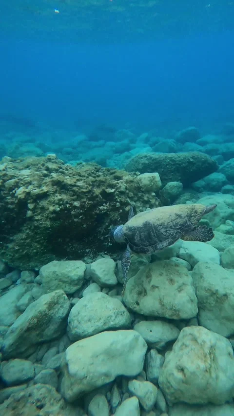 Wild Loggerhead Sea Turtle Foraging Underwater at Pessada Beach Kefalonia Vidéo 345692213