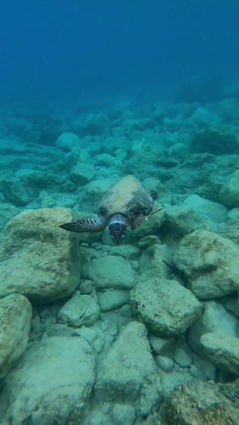 Wild Loggerhead Sea Turtle Foraging Underwater at Pessada Beach Kefalonia Vidéo 345692237
