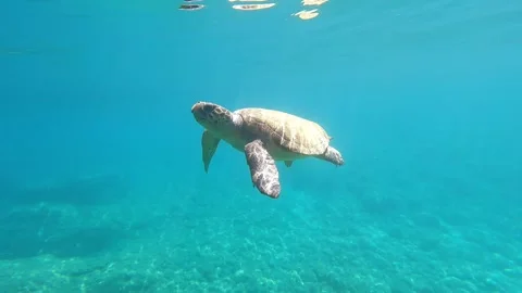 Wild Loggerhead Sea Turtle Gliding Through Clear Kaminia Beach Waters Greece Stock Footage 337508140