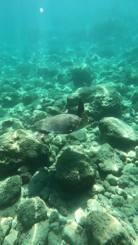 Wild Loggerhead Sea Turtle Gliding in Mounda Beach Waters Kefalonia Greece Vidéo 346374562
