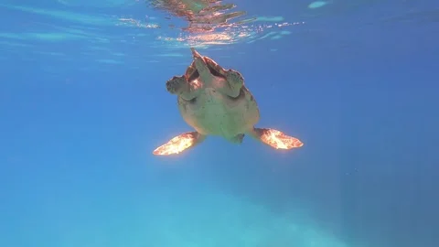 Wild Loggerhead Sea Turtle Rising to the Surface for Air in Kefalonia Greece Stock Footage 337324231