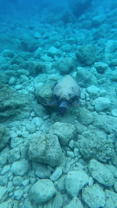 Wild Loggerhead Sea Turtle Spotted at Poros Beach Kefalonia Greece Vídeo Stock 341542297