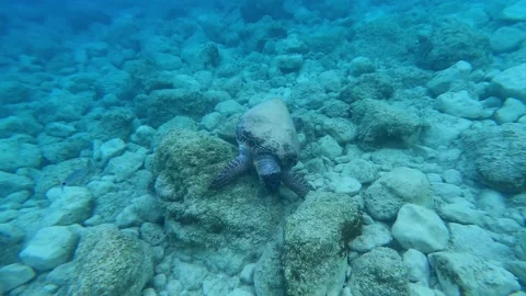 Wild Loggerhead Sea Turtle Spotted at Poros Beach Kefalonia Greece Video stock 341542593