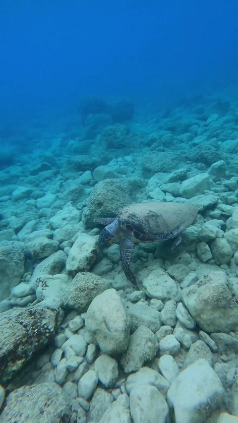 Wild Loggerhead Sea Turtle Spotted at Poros Beach Kefalonia Greece Video stock 341543092