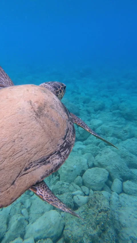 Wild Loggerhead Sea Turtle Spotted at Myrtos Beach Kefalonia Greece Vídeo Stock 341626302