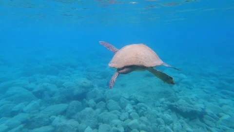 Wild Loggerhead Sea Turtle Spotted at Myrtos Beach Kefalonia Greece Video stock 341626309