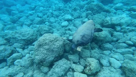 Wild Loggerhead Sea Turtle Spotted at Myrtos Beach Kefalonia Greece Video stock 341626332