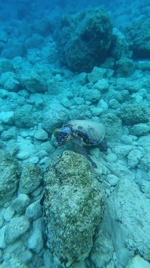 Wild Loggerhead Sea Turtle Spotted at Poros Beach Kefalonia Greece Video stock 341626512