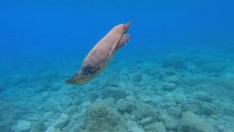 Wild Loggerhead Sea Turtle Spotted at Myrtos Beach Kefalonia Greece Video stock 341626767