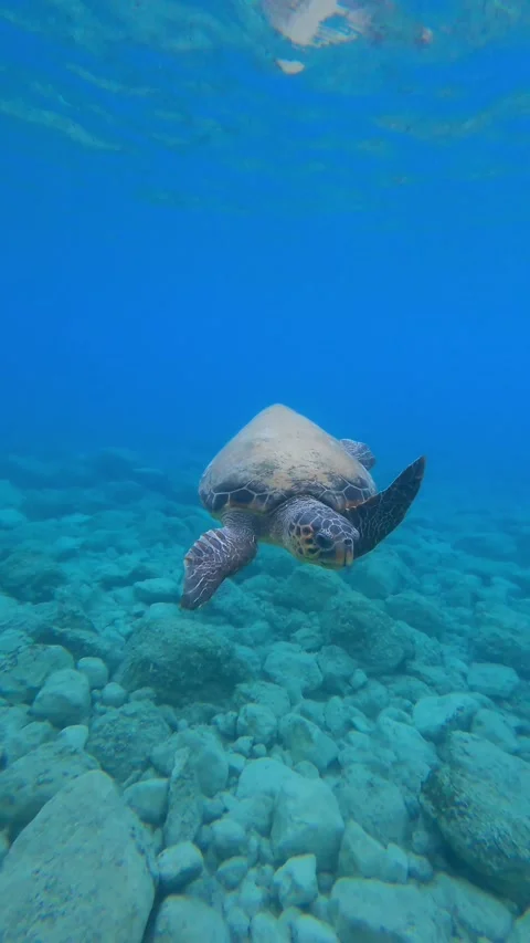 Wild Loggerhead Sea Turtle Spotted at Myrtos Beach Kefalonia Greece Video stock 341626778