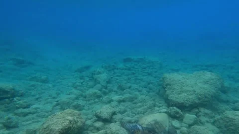 Wild Loggerhead Sea Turtle Spotted at Paliostafida Beach Kefalonia Greece Video stock 342346874