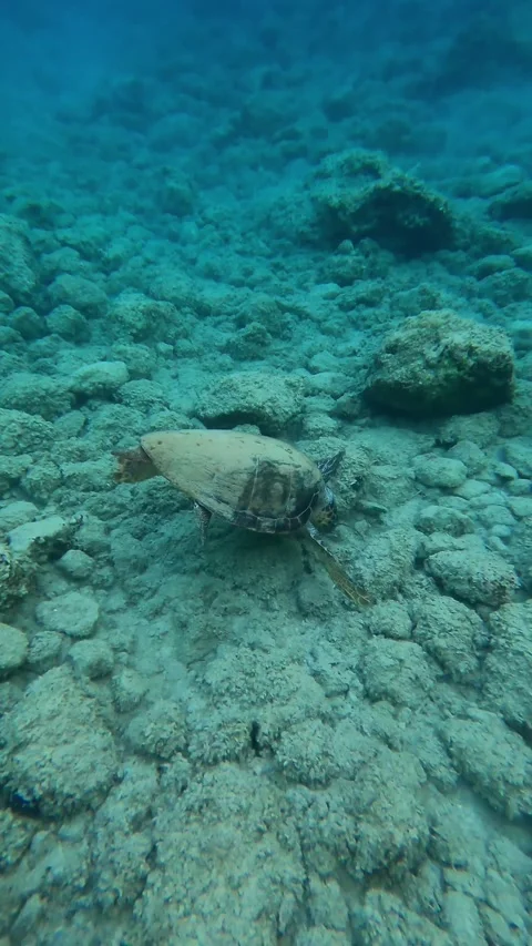Wild Loggerhead Sea Turtle Spotted in Mounda Beach Waters Kefalonia Greece Vídeo Stock 342371907