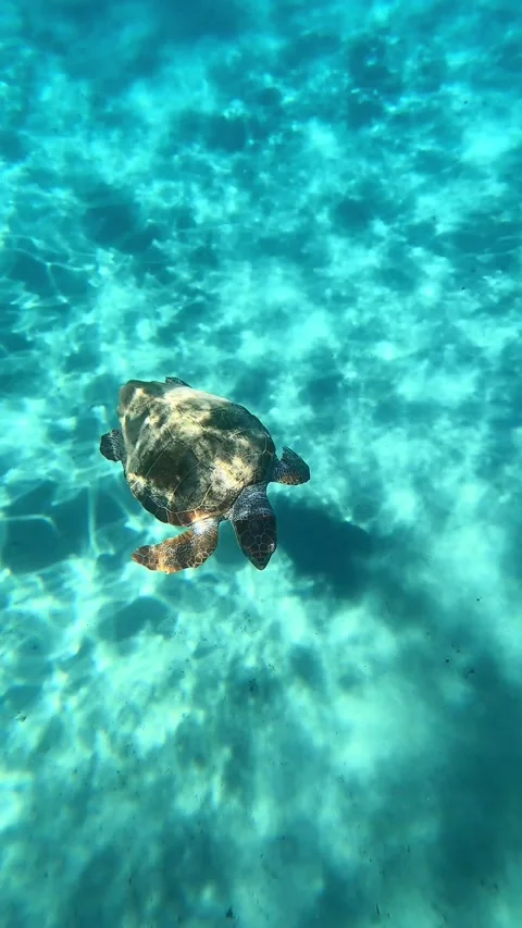 Wild Loggerhead Sea Turtle Spotted in Myrtos Beach Kefalonia Greece Video stock 342572968