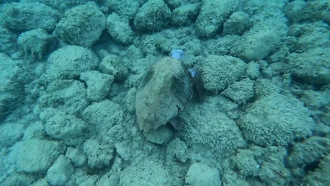 Wild Loggerhead Sea Turtle Spotted in Vouti Beach Waters Kefalonia Greece Video stock 342791126