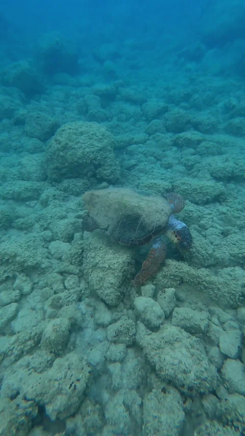 Wild Loggerhead Sea Turtle Spotted in Vouti Beach Waters Kefalonia Greece Video stock 342818812