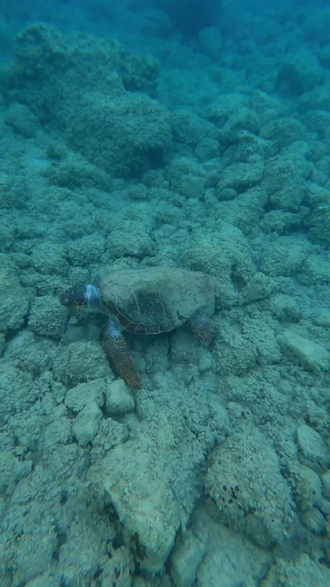 Wild Loggerhead Sea Turtle Spotted in Vouti Beach Waters Kefalonia Greece Video stock 342818958