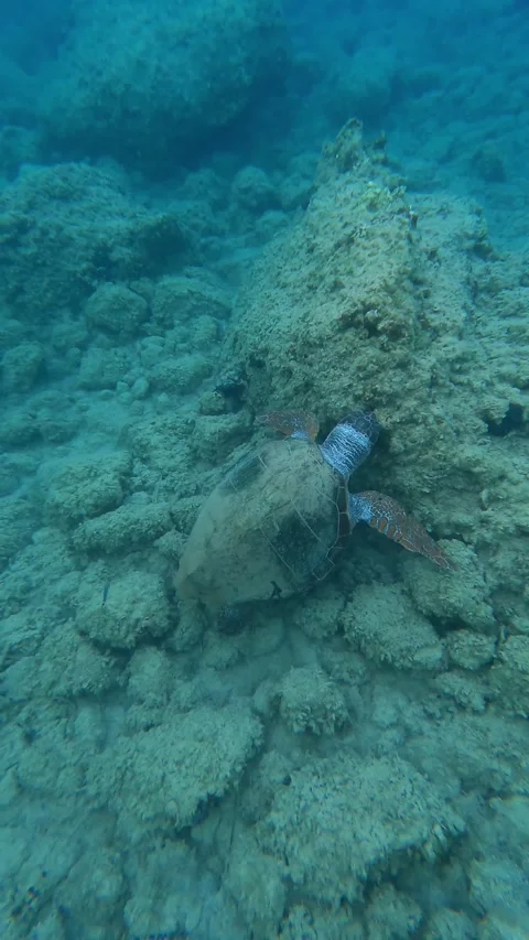 Wild Loggerhead Sea Turtle Spotted in Mounda Beach Waters Kefalonia Greece Vídeo Stock 342819826