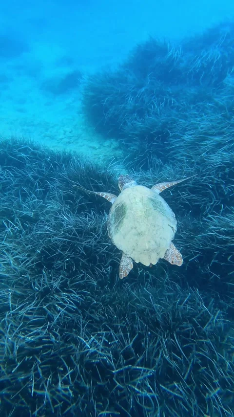 Wild Loggerhead Sea Turtle Spotted in Vouti Beach Waters Kefalonia Greece Video stock 342819875