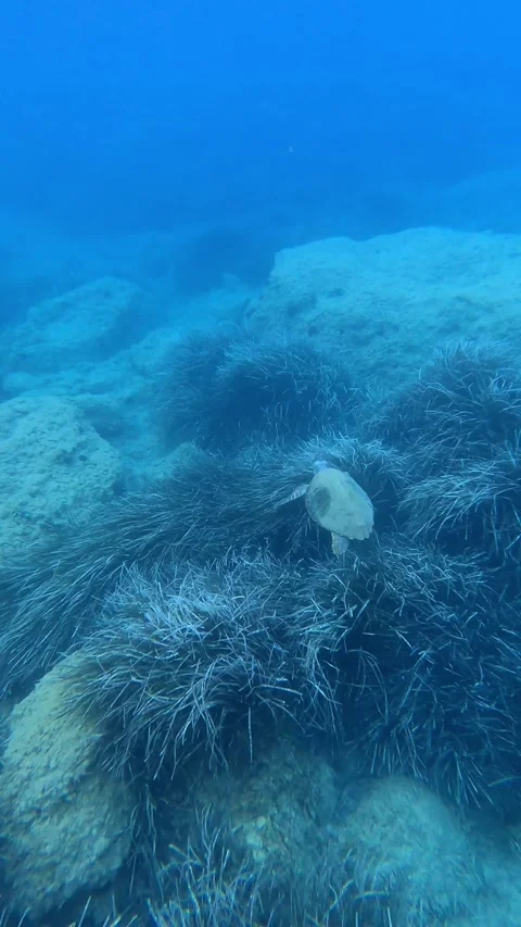 Wild Loggerhead Sea Turtle Spotted in Vouti Beach Waters Kefalonia Greece Video stock 342819883
