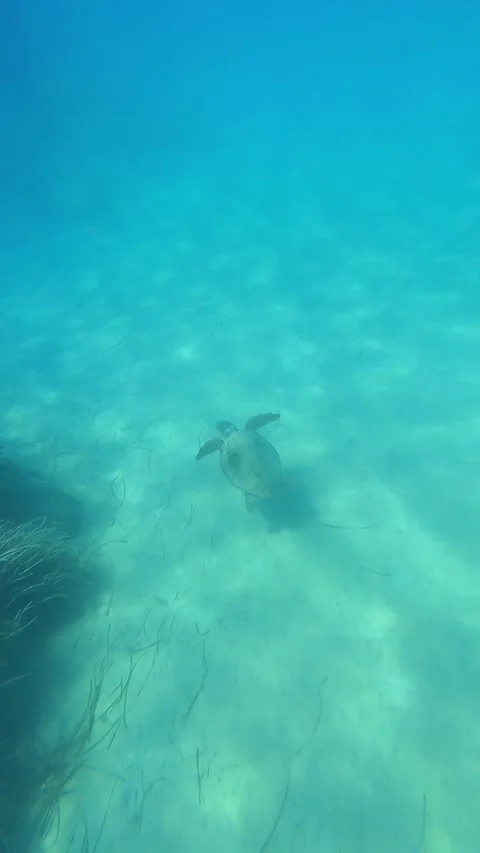 Wild Loggerhead Sea Turtle Spotted in Mounda Beach Waters Kefalonia Greece Vídeo Stock 343532693
