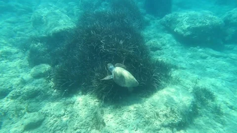 Wild Loggerhead Sea Turtle Spotted at Paliostafida Beach Kefalonia Greece Video stock 343532747