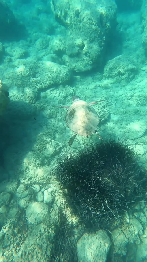 Wild Loggerhead Sea Turtle Spotted at Agios Thomas Beach Kefalonia Greece Vídeo Stock 343533611