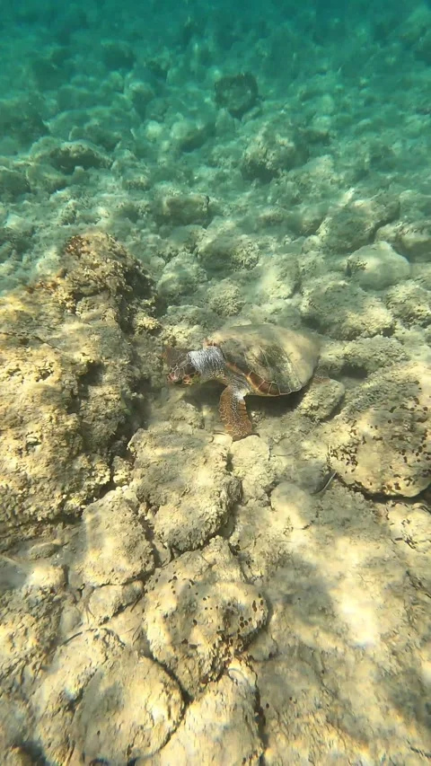 Wild Loggerhead Sea Turtle Spotted at Paliostafida Beach Kefalonia Greece Video stock 343533785