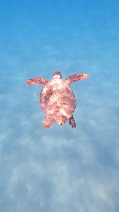 Wild Loggerhead Sea Turtle Spotted at Paliostafida Beach Kefalonia Greece Video stock 343534477