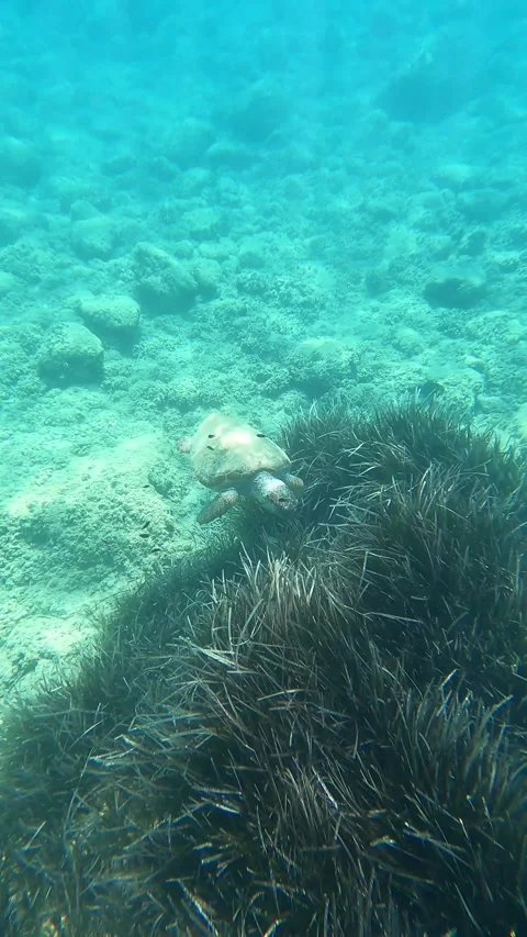 Wild Loggerhead Sea Turtle Spotted in Mounda Beach Waters Kefalonia Greece Vídeo Stock 343534483