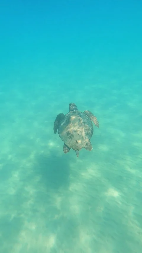 Wild Loggerhead Sea Turtle Spotted at Paliostafida Beach Kefalonia Greece Video stock 343534513