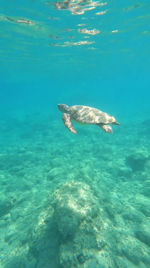 Wild Loggerhead Sea Turtle Spotted at Agios Thomas Beach Kefalonia Greece Vídeo Stock 343549998