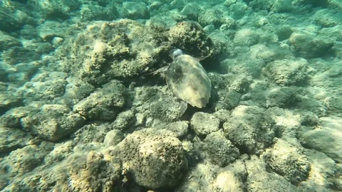 Wild Loggerhead Sea Turtle Spotted in Mounda Beach Waters Kefalonia Greece Vídeo Stock 343550005