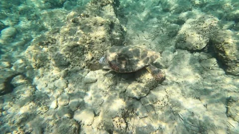 Wild Loggerhead Sea Turtle Spotted in Mounda Beach Waters Kefalonia Greece Vídeo Stock 343550025