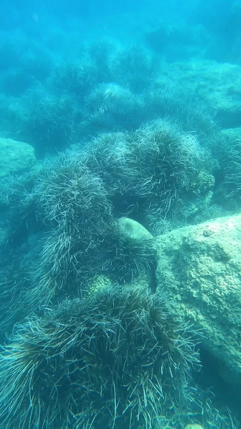 Wild Loggerhead Sea Turtle Spotted at Agios Thomas Beach Kefalonia Greece Vídeo Stock 343550306