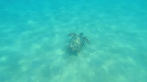 Wild Loggerhead Sea Turtle Spotted at Agios Thomas Beach Kefalonia Greece Vídeo Stock 343550522