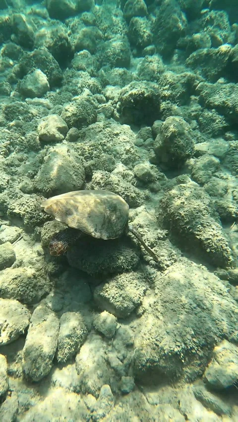 Wild Loggerhead Sea Turtle Spotted at Agios Thomas Beach Kefalonia Greece Vídeo Stock 343550532