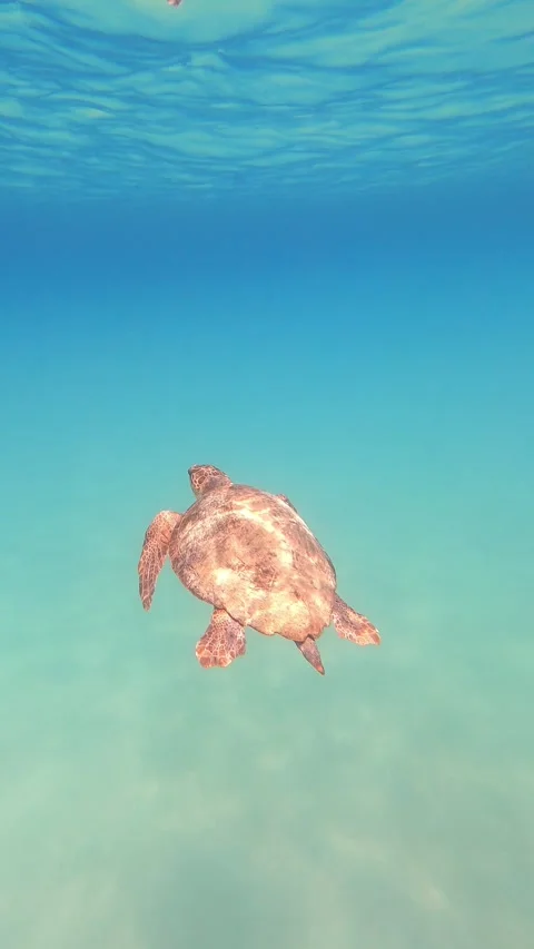 Wild Loggerhead Sea Turtle Spotted in Sisia Beach Waters Kefalonia Greece Vídeo Stock 343694559
