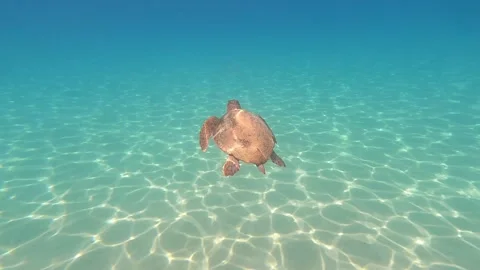 Wild Loggerhead Sea Turtle Spotted in Sisia Beach Waters Kefalonia Greece Vídeo Stock 343702882