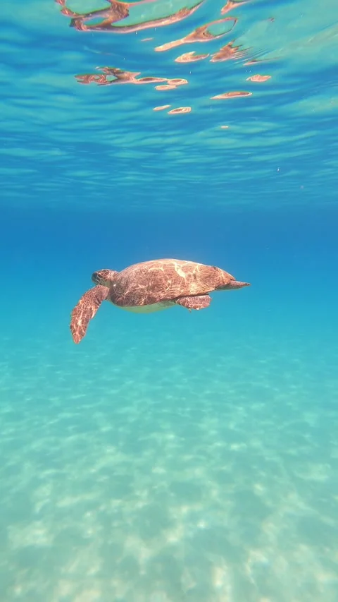 Wild Loggerhead Sea Turtle Spotted in Sisia Beach Waters Kefalonia Greece Vídeo Stock 343703440