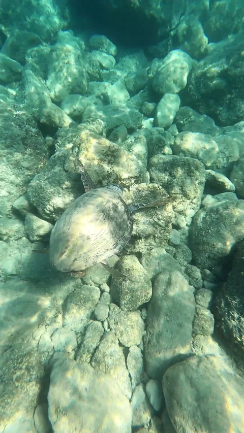 Wild Loggerhead Sea Turtle Spotted in Emplisi Beach Waters Kefalonia Greece Vidéo 343935465