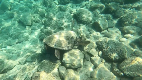 Wild Loggerhead Sea Turtle Spotted in Petani Beach Waters Kefalonia Greece Vidéo 344010645