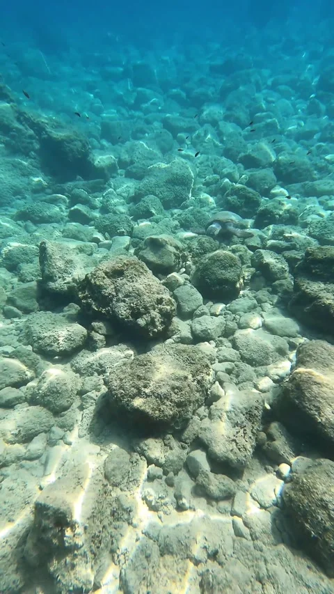 Wild Loggerhead Sea Turtle Spotted in Emplisi Beach Waters Kefalonia Greece Video stock 344591175
