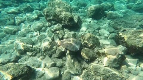 Wild Loggerhead Sea Turtle Spotted in Emplisi Beach Waters Kefalonia Greece Video stock 344592707