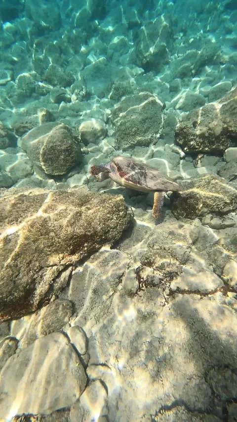 Wild Loggerhead Sea Turtle Spotted in Emplisi Beach Waters Kefalonia Greece Video stock 344601058