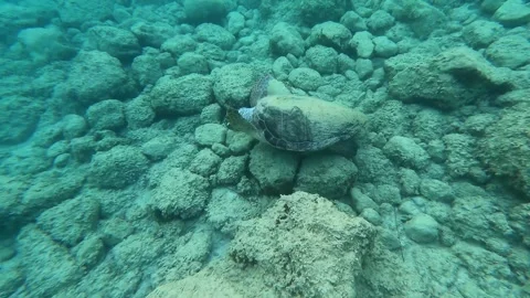 Wild Loggerhead Sea Turtle Spotted at Antisamos Beach Kefalonia Greece Vidéo 344852322