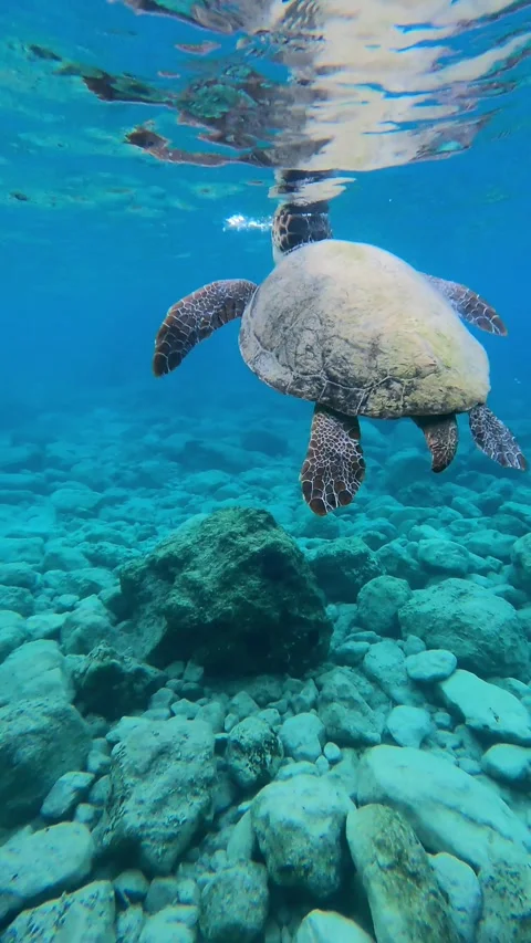 Wild Loggerhead Sea Turtle Spotted in Myrtos Beach Waters Kefalonia Greece Vidéo 345655753