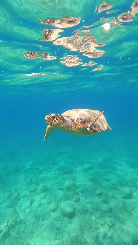 Wild Loggerhead Sea Turtle Spotted in Lefka Beach Waters Kefalonia Greece Vidéo 346180205
