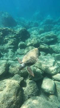 Wild Loggerhead Sea Turtle Spotted Underwater at Poros Beach, Kefalonia Фото